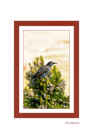 ARRAMPICATA